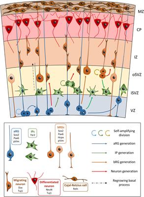 Genes and Mechanisms Involved in the Generation and Amplification of Basal Radial Glial Cells